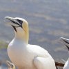 Helgoland